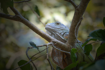 Close-up iguana on the top of a bush.