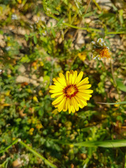Background of grass and flowers in spring