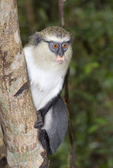 Mona monkey (Cercopithecus mona) in a tree, Volta Province, Ghana