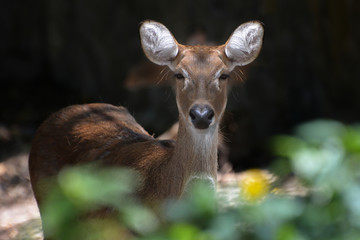 White tailed deer in the forest