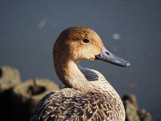 オナガガモのアップ