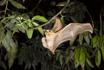 Female Gambian epauletted fruit bat (Epomophorus gambianus) flying with a baby on her belly, Volta...