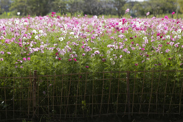 Cosmos flowers Field.