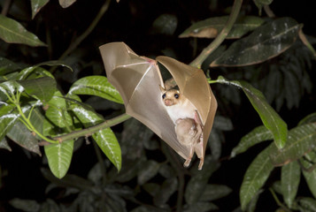 Female dwarf epauletted fruit bat (Micropteropus pussilus) flying with a baby on her belly, Volta Province, Ghana.