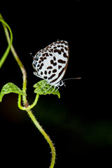 The wild life in nature.