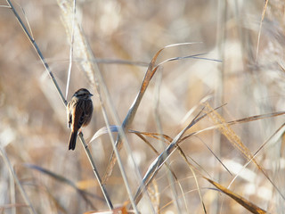 エサを探すホオジロ