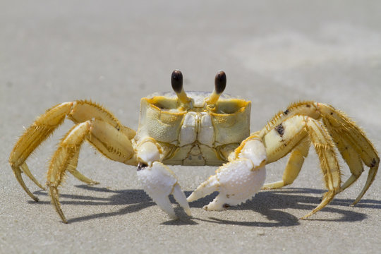 Atlantic ghost crab (Ocypode quadrata) at the ocean beach, South Carolina, USA.