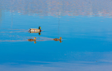 Fototapeta premium Family of ducks swim in a quiet river