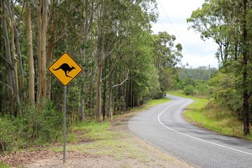 Beware kangaroos crossing the road, Queensland Australia