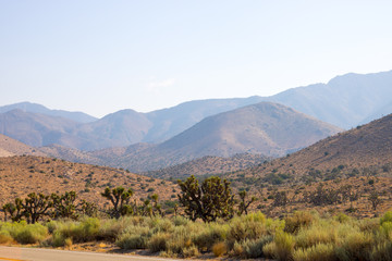 plants in the desert las vegas america