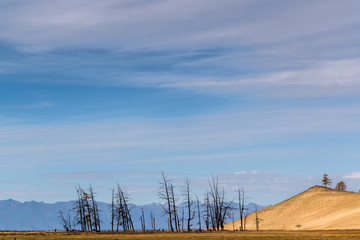 Dead trees on the shore of Hovsgol lake