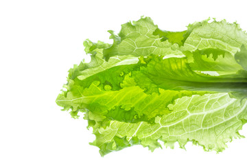 Fresh Lettuce one leaf isolated on white background. Close-up