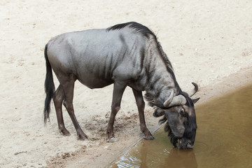 Blue wildebeest (Connochaetes taurinus)