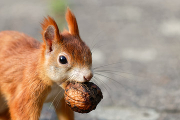Eichhörnchen mit Walnuss