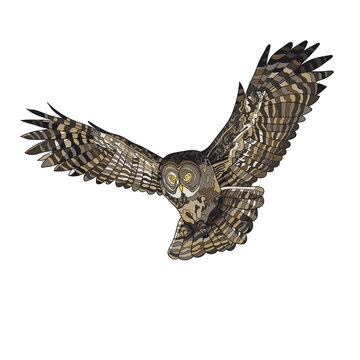 Vector illustration, an image of a flying owl. Color illustration.