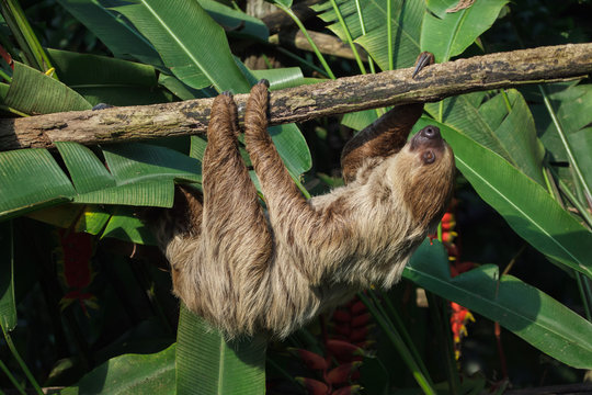 Linnaeus's two-toed sloth (Choloepus didactylus)
