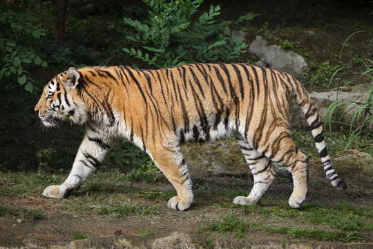 Siberian tiger (Panthera tigris altaica)
