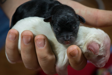 newborn two sweet defenseless black and white puppies kept in large male hands closeup