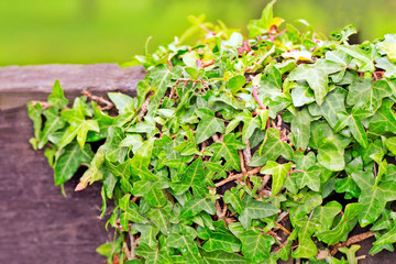 Green ivy on a wooden wall.