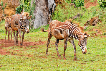 Fototapeta na wymiar Zebras on a green grass.