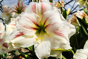 Fototapeta na wymiar Large trumpet like white with a touch of pink Amaryllis flowers.