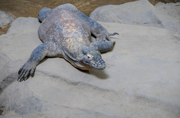 reptile on rocks