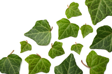 ivy leaves isolated on a white background. top view