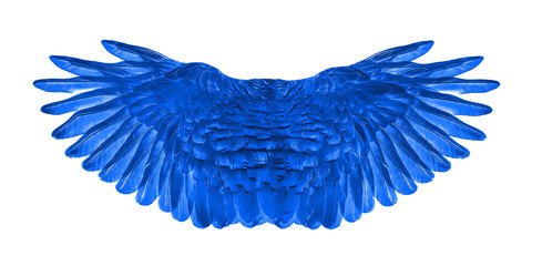 blue wing of bird on white background