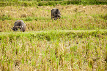 Buffalo eating grass in a field / Water buffalo , Asian buffalo