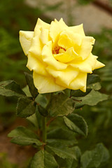 Yellow roses Garden decoration