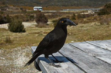 Black Currawong in Cradle Mountain NP in Tasmania

