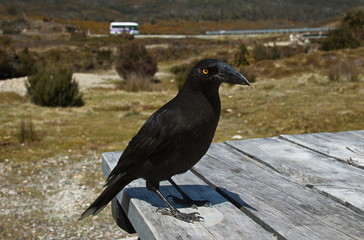 Black Currawong in Cradle Mountain NP in Tasmania
