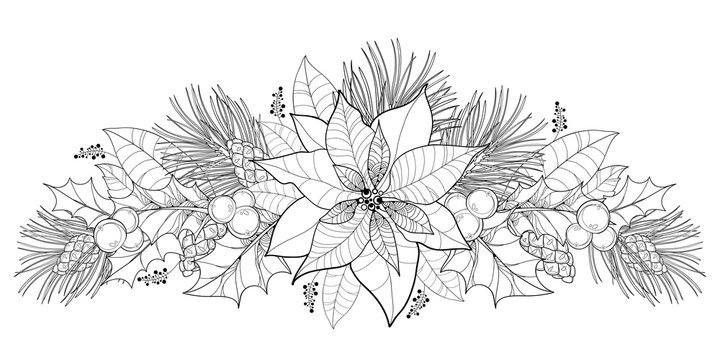 Vector contour Poinsettia flower or Christmas Star in black isolated on white. Horizontal border with outline poinsettia, holly berry, mistletoe, pine and cone for Christmas design and coloring book. 