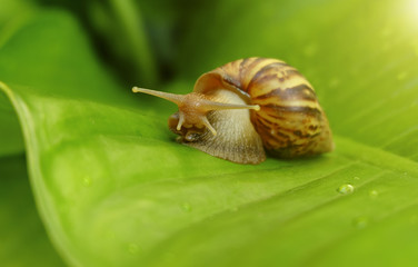 Curious snail in the garden on green leaf