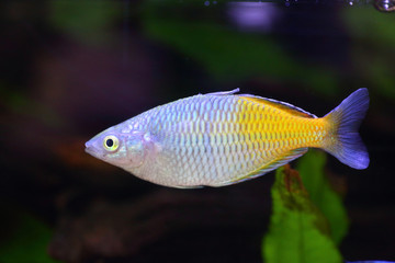 Fototapeta premium Boeseman's rainbowfish (Melanotaenia boesemani) in Papua New Guinea