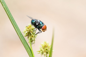 Macro shooting of Blow fly (Bluebottle) insect sitting on flowering grass with copy space.