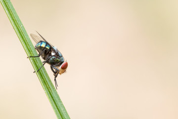 Macro shooting of Blow fly (Bluebottle) insect sitting on leaf stalk with copy space.