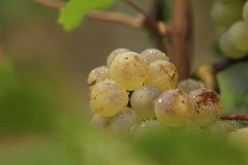 white wine berry in wine field