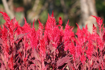 Flowers background beautiful cockscomb red color in the garden bright colorful