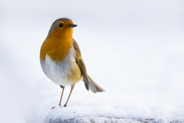 Robin in the snow