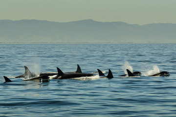 Killerwale im Meer © Tobias