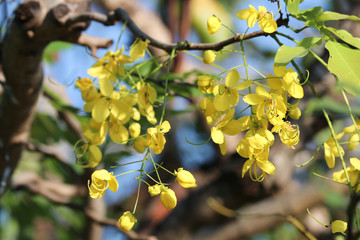 Ratchaphruek shower yellow flowers beautiful in summer on tree