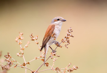 Future mother on a blade of grass..Female of a red backed shrike sits on a brown grass