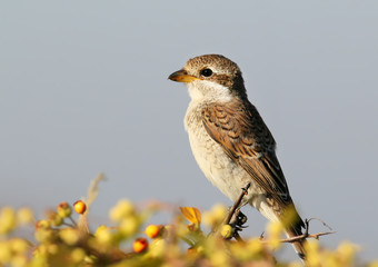 Young red backed shrike (or female) sits on a bush with berries on blue background