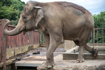 Naklejka premium 動物