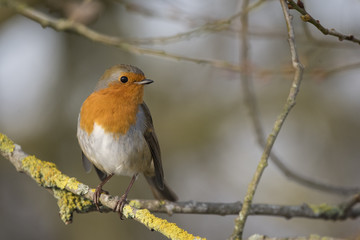 Robin in a tree