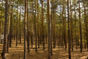 Kazakhstan, Kokshetau resort and forest