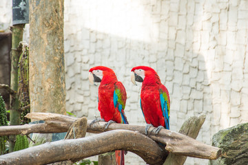 macaw bird