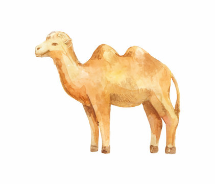 illustration of standing camel
