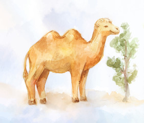 Cute watercolor two-humped camel